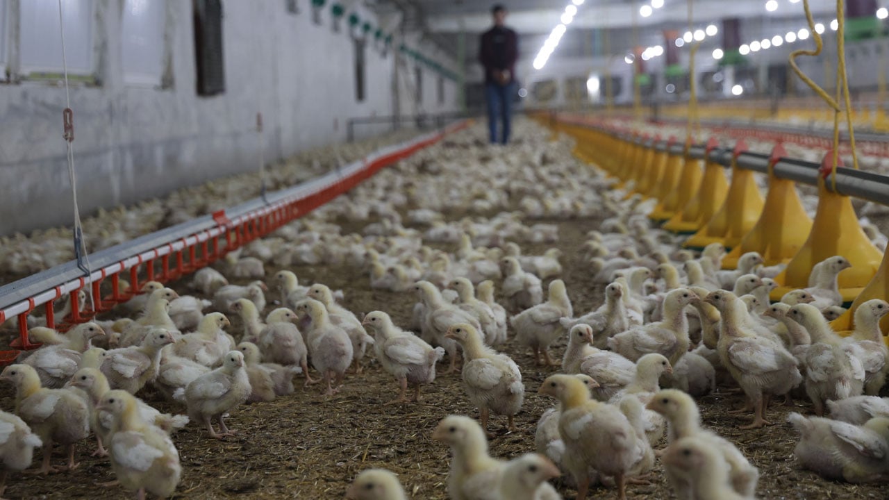 Foto - Yılda 360 ton üretim! Devlet desteğiyle ikinci çiftliği kurdu