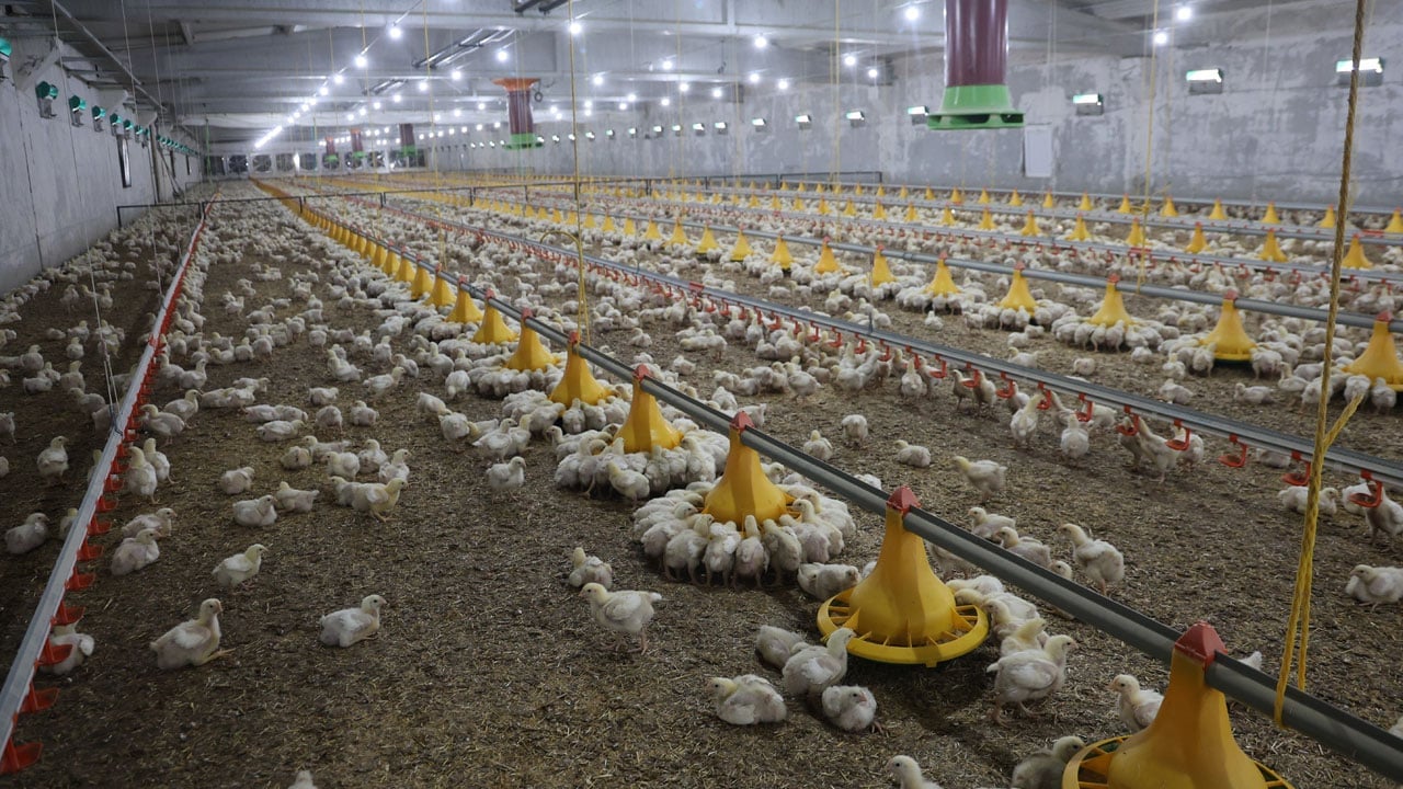 Yılda 360 ton üretim! Devlet desteğiyle ikinci çiftliği kurdu