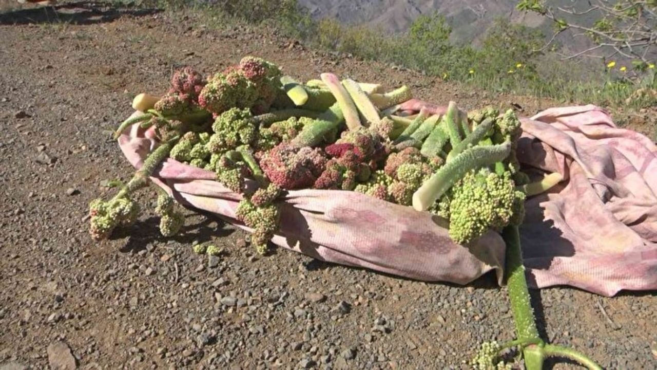 Foto - Yılda bir kez çıkıyor, biiznillah binbir derde deva oluyor! Fiyatı da bedavadan biraz pahalı