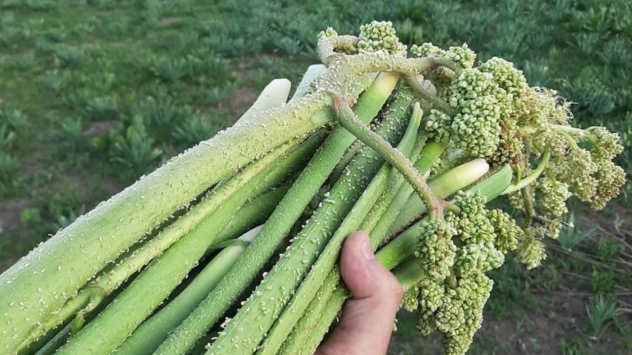 Foto - Yılda bir kez çıkıyor, biiznillah binbir derde deva oluyor! Fiyatı da bedavadan biraz pahalı