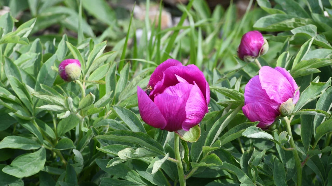 Yılda sadece 10 gün açıyor! Koparmanın cezası 699 bin lirayı aşıyor