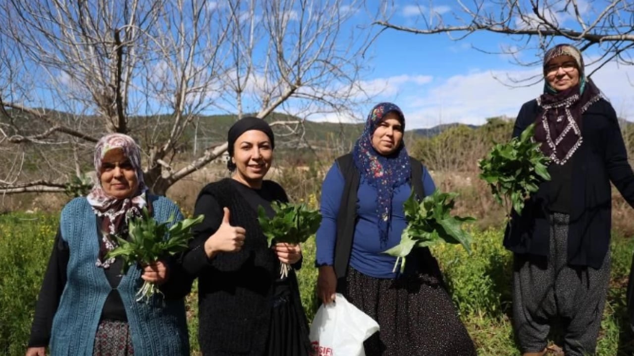 Foto - Yılda sadece iki ay toplanıyor! Doğada zehirli, piştiğinde şifalı oluyor