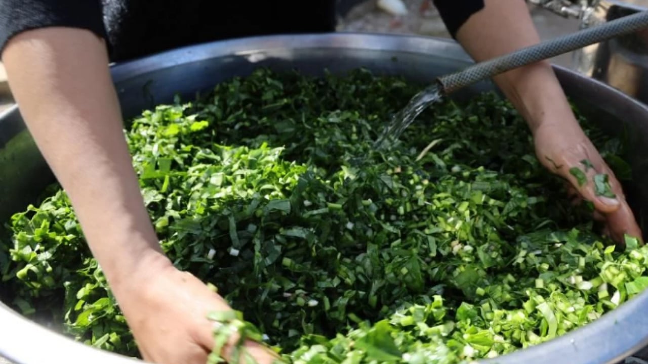 Foto - Yılda sadece iki ay toplanıyor! Doğada zehirli, piştiğinde şifalı oluyor