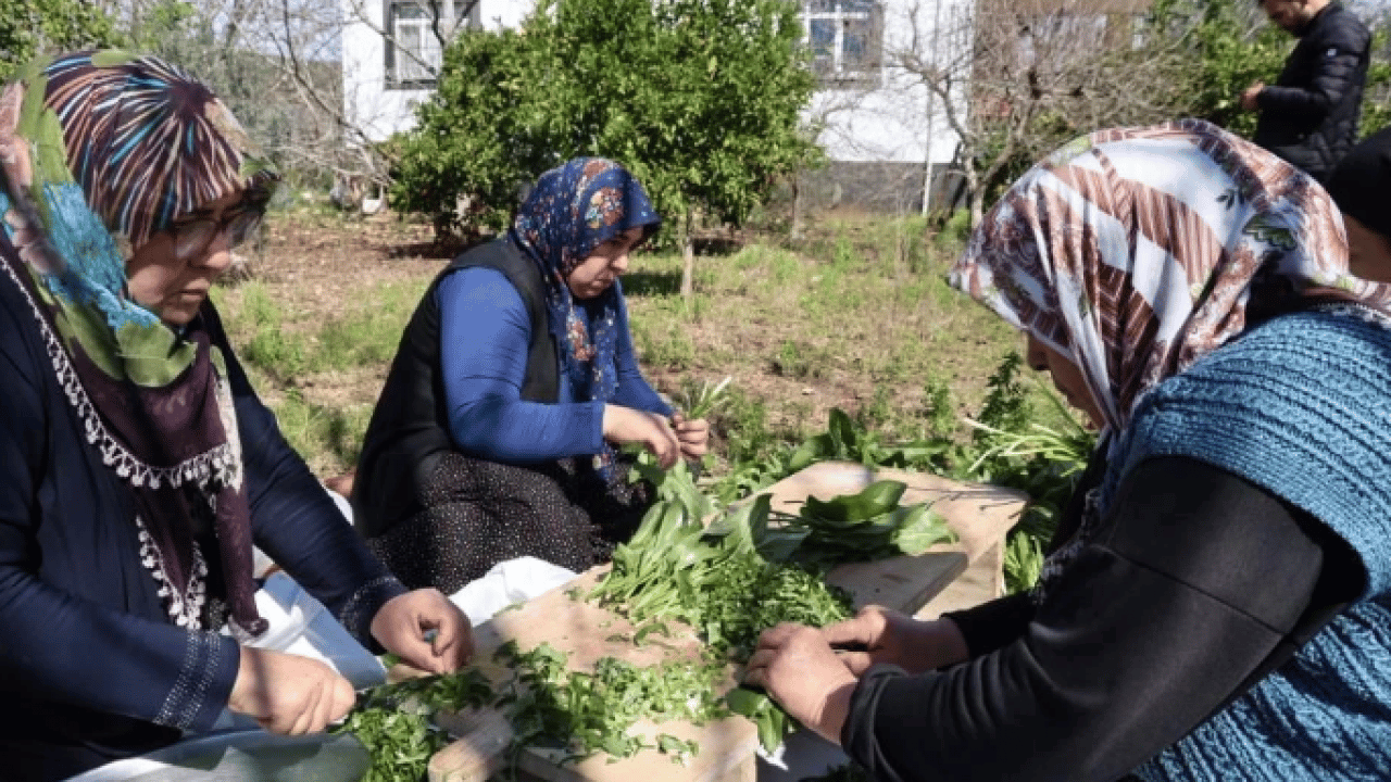 Foto - Yılda sadece iki ay toplanıyor! Doğada zehirli, piştiğinde şifalı oluyor