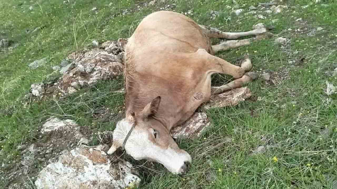 Foto - Yıldırım düştü: 5 inek telef oldu