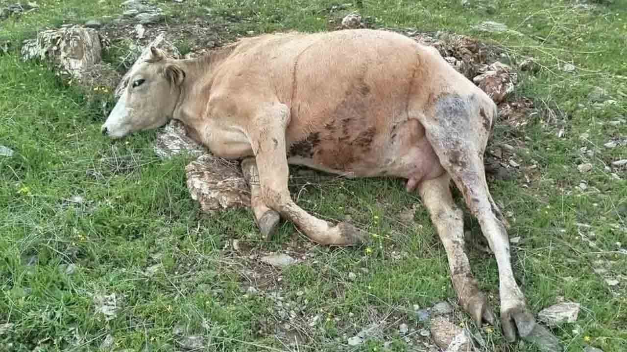 Foto - Yıldırım düştü: 5 inek telef oldu