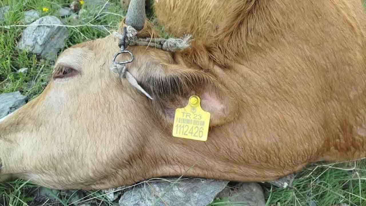 Foto - Yıldırım düştü: 5 inek telef oldu