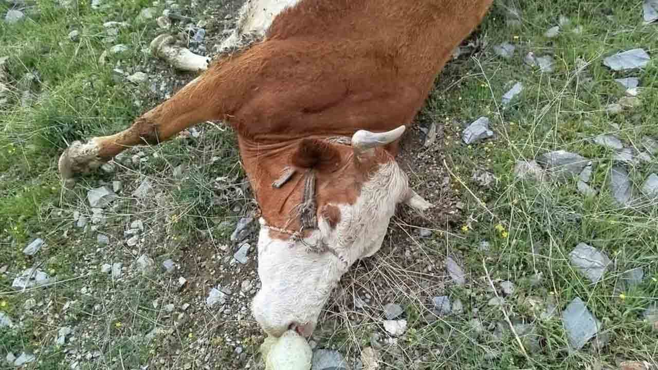 Foto - Yıldırım düştü: 5 inek telef oldu