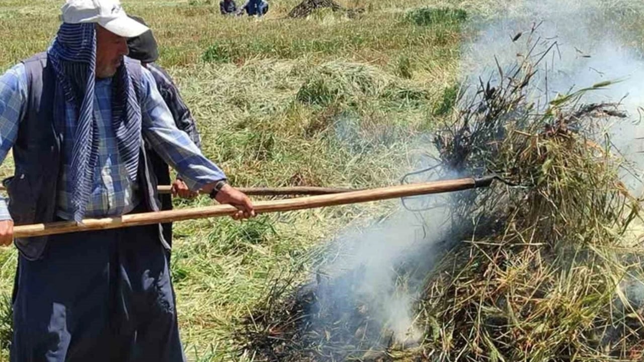 Foto - Yılın sadece 10 gününde üretilebiliyor! Arap dünyasının kapısında sıraya girdiği üründe hasat başladı