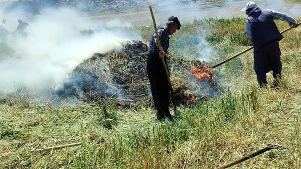Foto - Yılın sadece 10 gününde üretilebiliyor! Arap dünyasının kapısında sıraya girdiği üründe hasat başladı