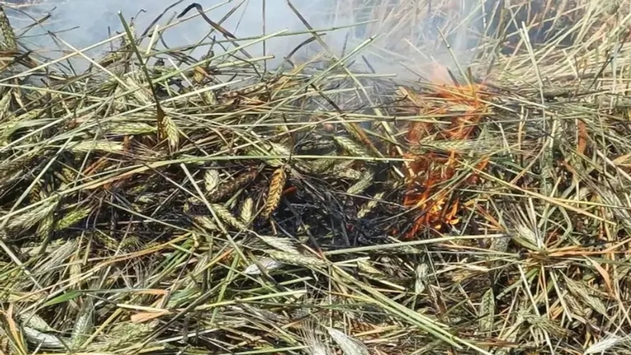 Foto - Yılın sadece 10 gününde üretilebiliyor! Arap dünyasının kapısında sıraya girdiği üründe hasat başladı