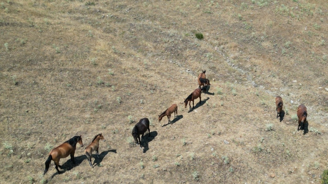 Foto - Yılkı atları baharın gelmesiyle meralarda görülmeye başladı