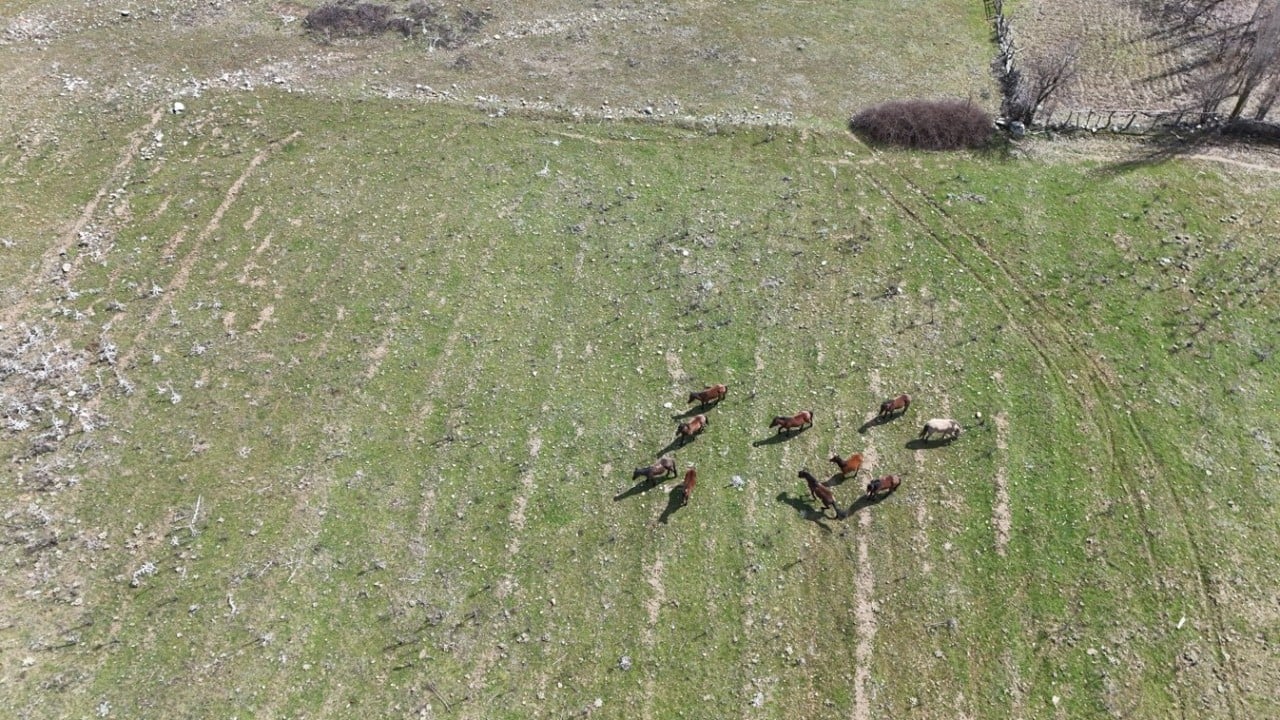 Foto - Yılkı atları baharın gelmesiyle meralarda görülmeye başladı