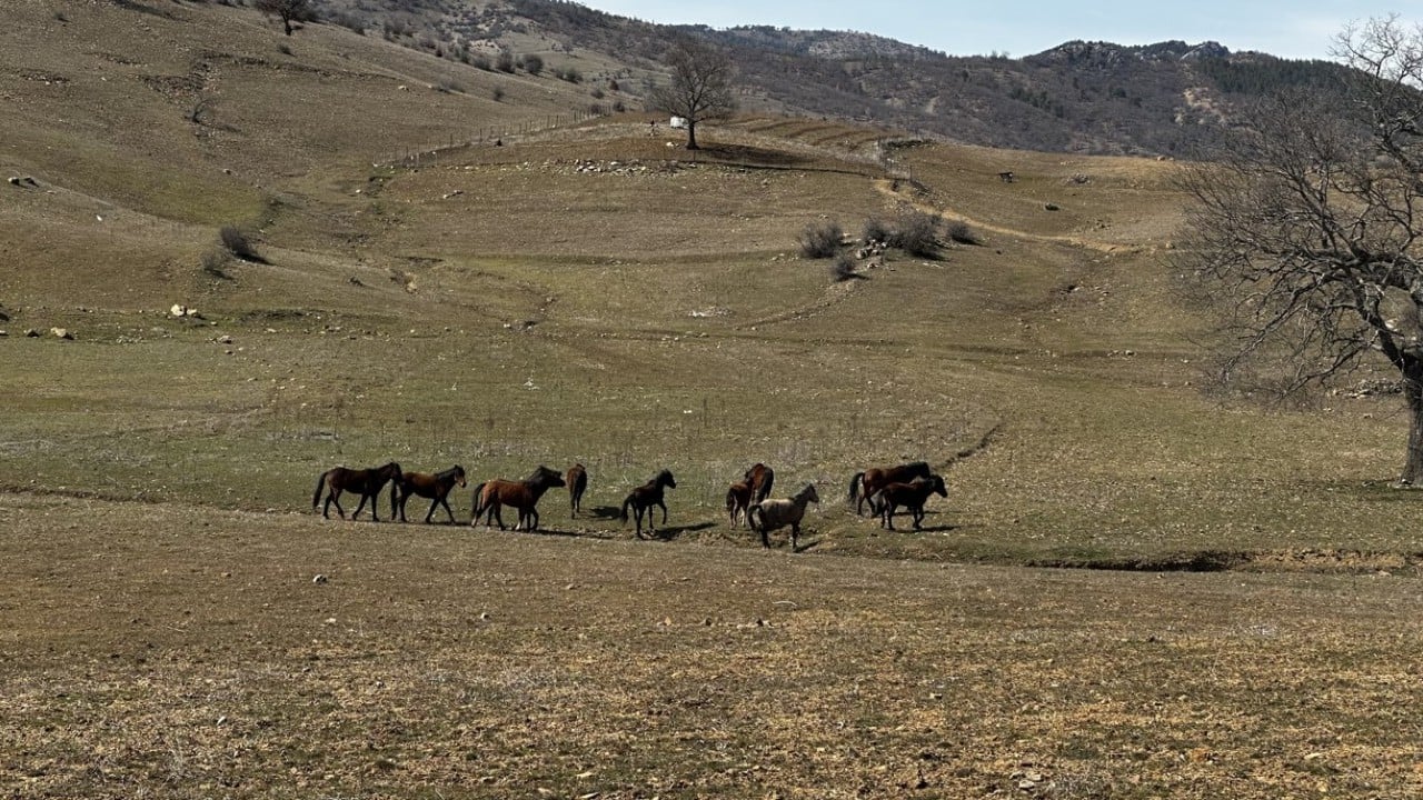 Foto - Yılkı atları baharın gelmesiyle meralarda görülmeye başladı