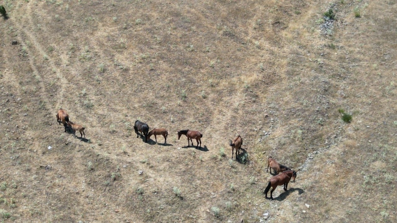 Foto - Yılkı atları baharın gelmesiyle meralarda görülmeye başladı