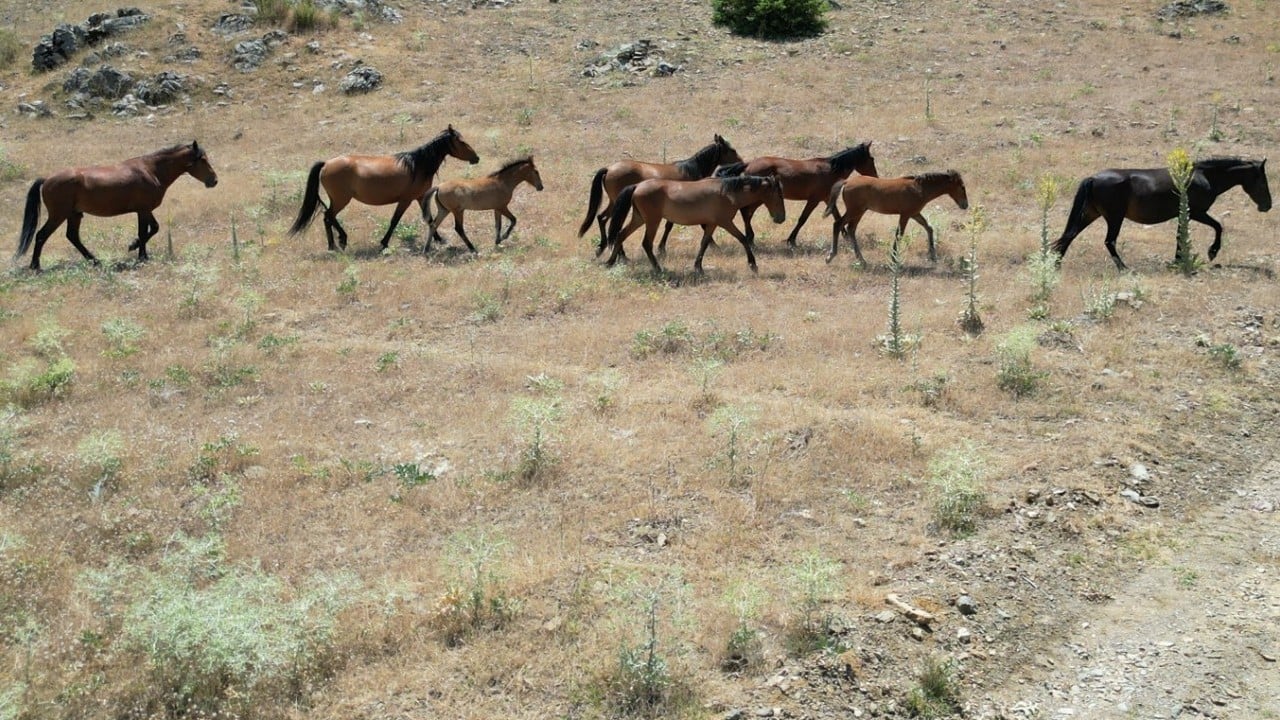 Foto - Yılkı atları baharın gelmesiyle meralarda görülmeye başladı
