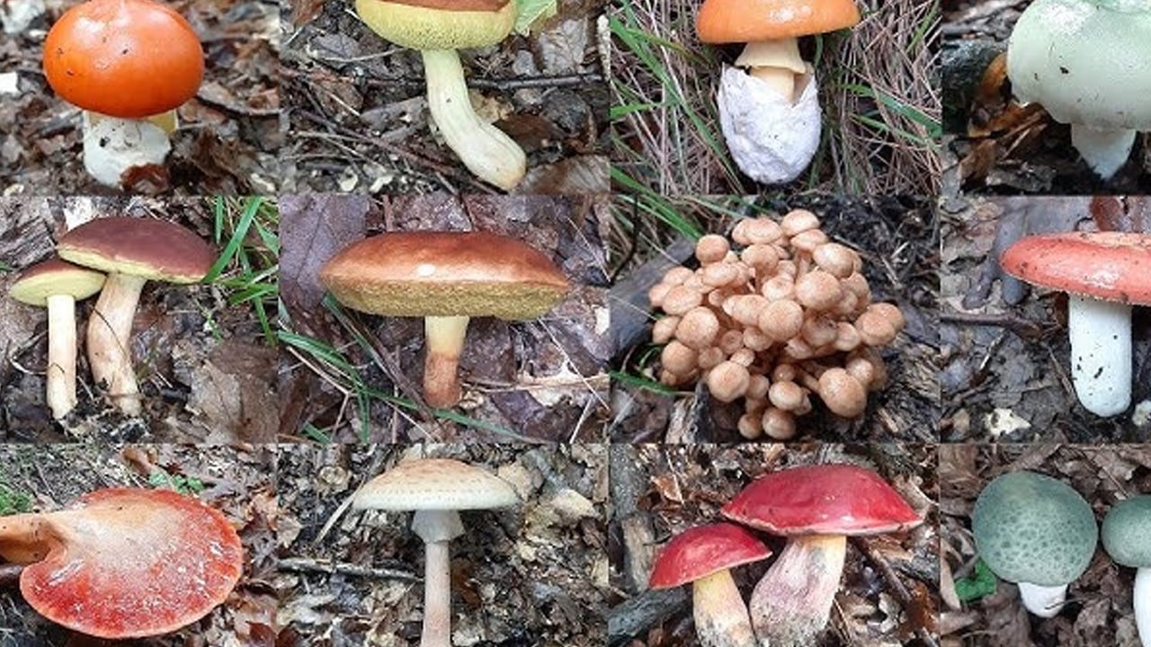 Foto - Yıllar sonra gerçek açığa çıktı: Sihirli mantarlar kalkan mı, risk mi sorusu tartışmaya yol açtı