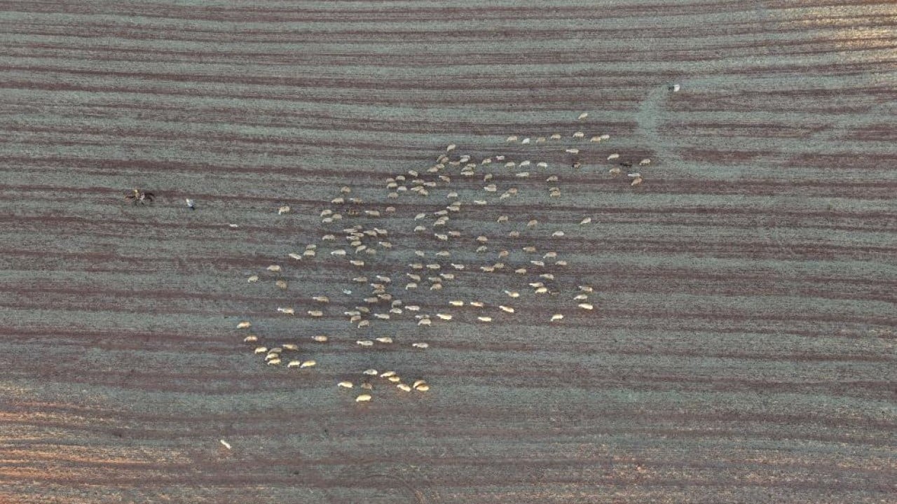 Foto - Yıllarca medya dünyasındaydı! İstanbul hengâmesinden kaçtı, şimdi köyde hayvancılık yapıyor