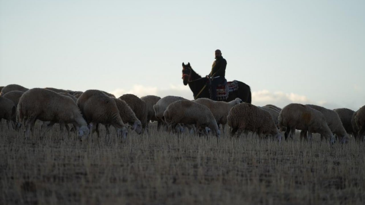 Foto - Yıllarca medya dünyasındaydı! İstanbul hengâmesinden kaçtı, şimdi köyde hayvancılık yapıyor