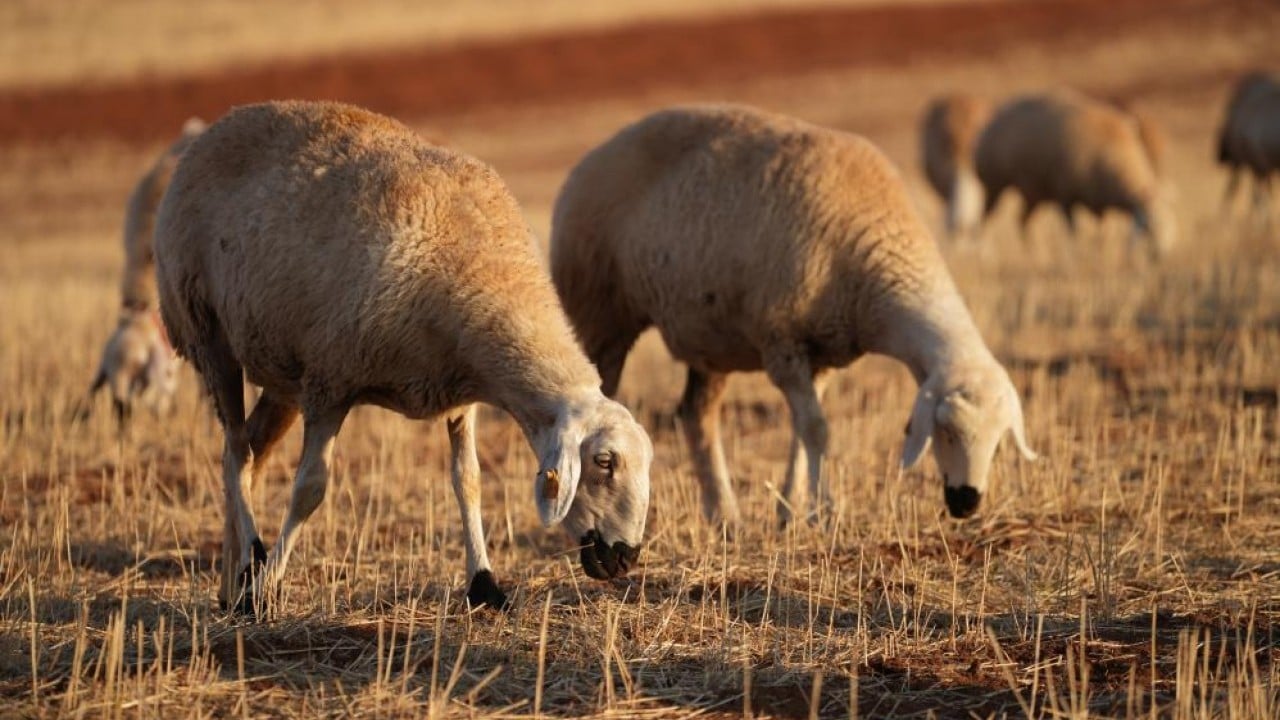 Foto - Yıllarca medya dünyasındaydı! İstanbul hengâmesinden kaçtı, şimdi köyde hayvancılık yapıyor