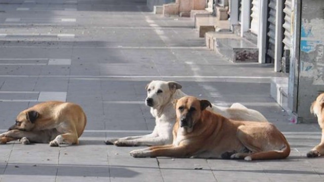 Foto - Sonunda Yılmaz Özdil'i de çıldırttılar: O tasmayı sana takarım!
