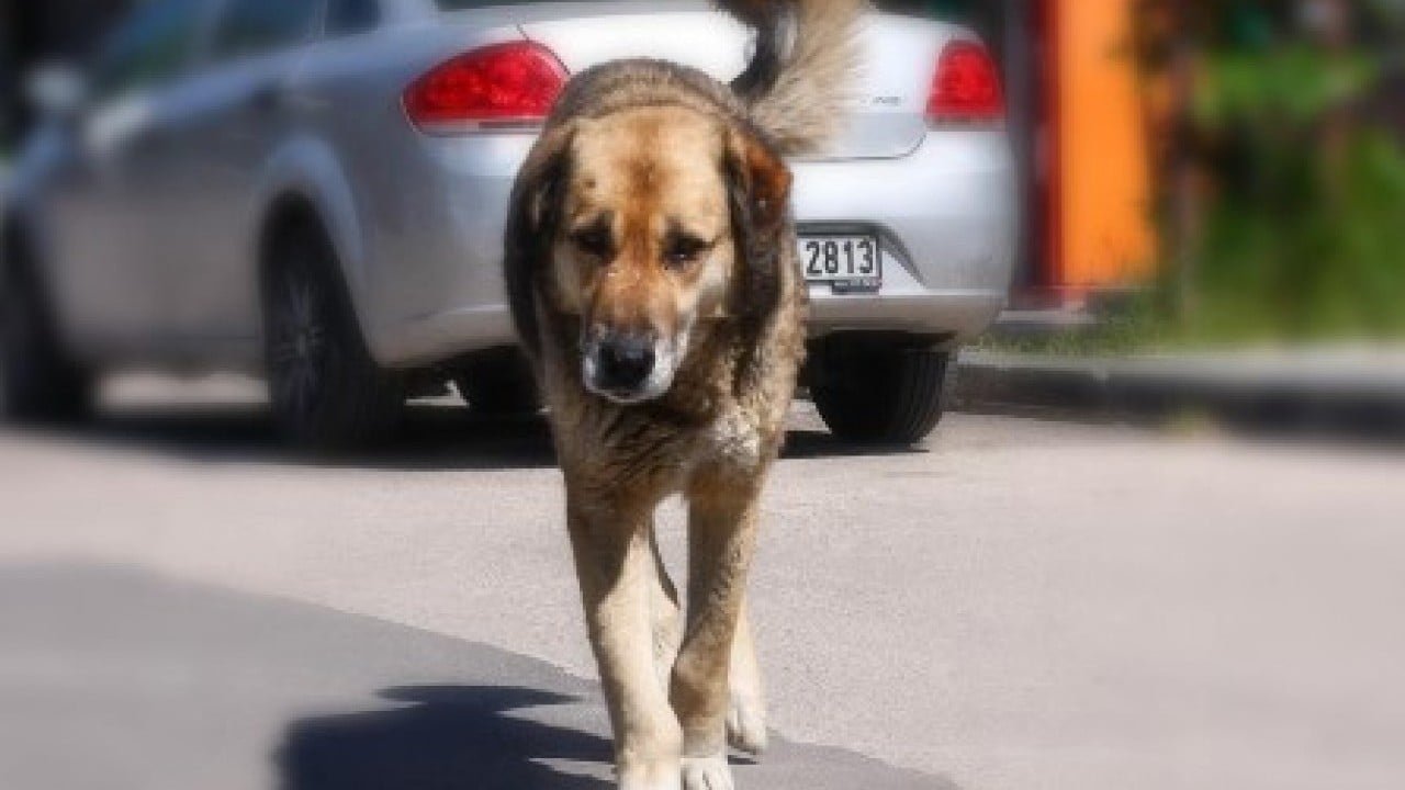 Foto - Sonunda Yılmaz Özdil'i de çıldırttılar: O tasmayı sana takarım!