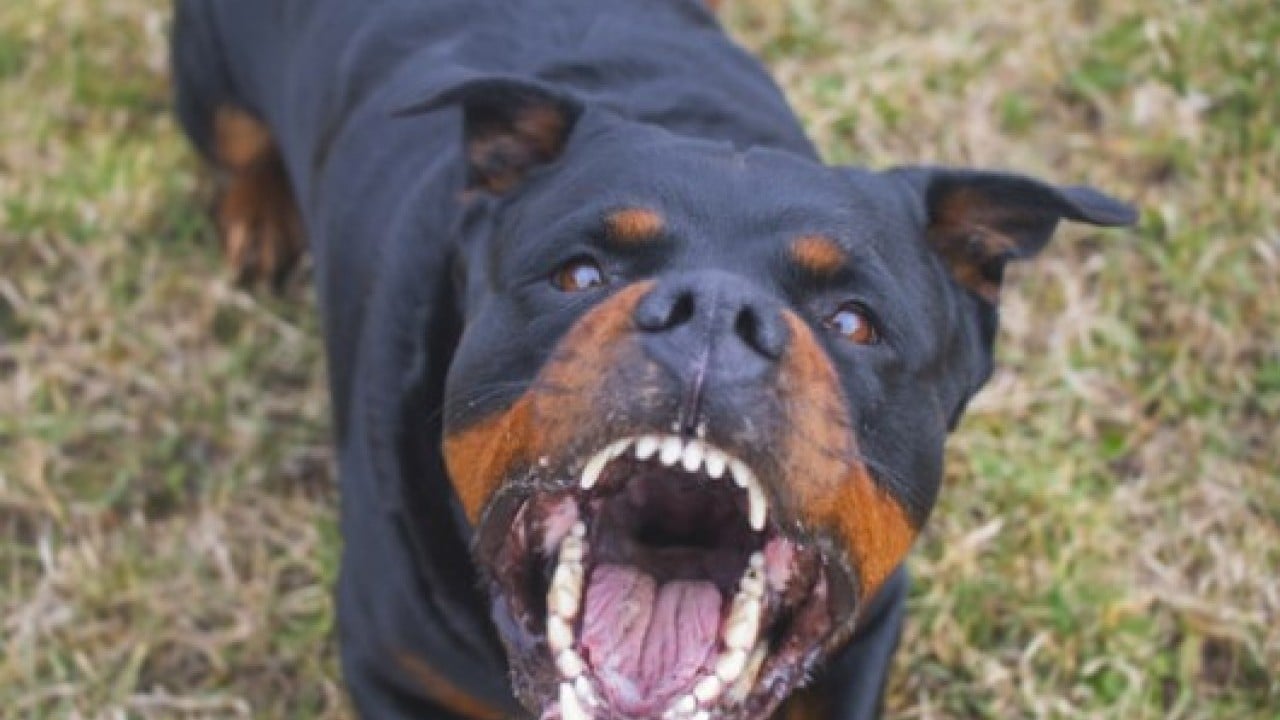 Foto - Sonunda Yılmaz Özdil'i de çıldırttılar: O tasmayı sana takarım!