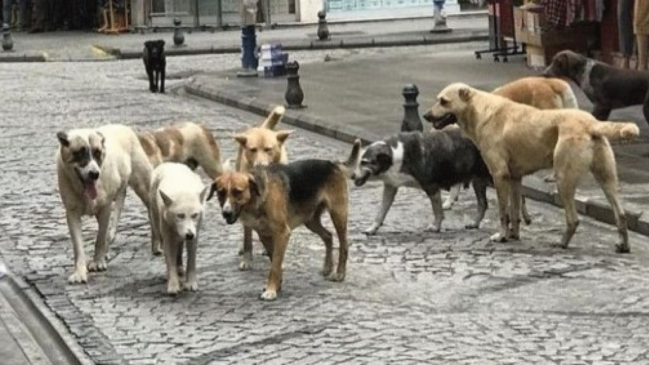 Foto - Sonunda Yılmaz Özdil'i de çıldırttılar: O tasmayı sana takarım!