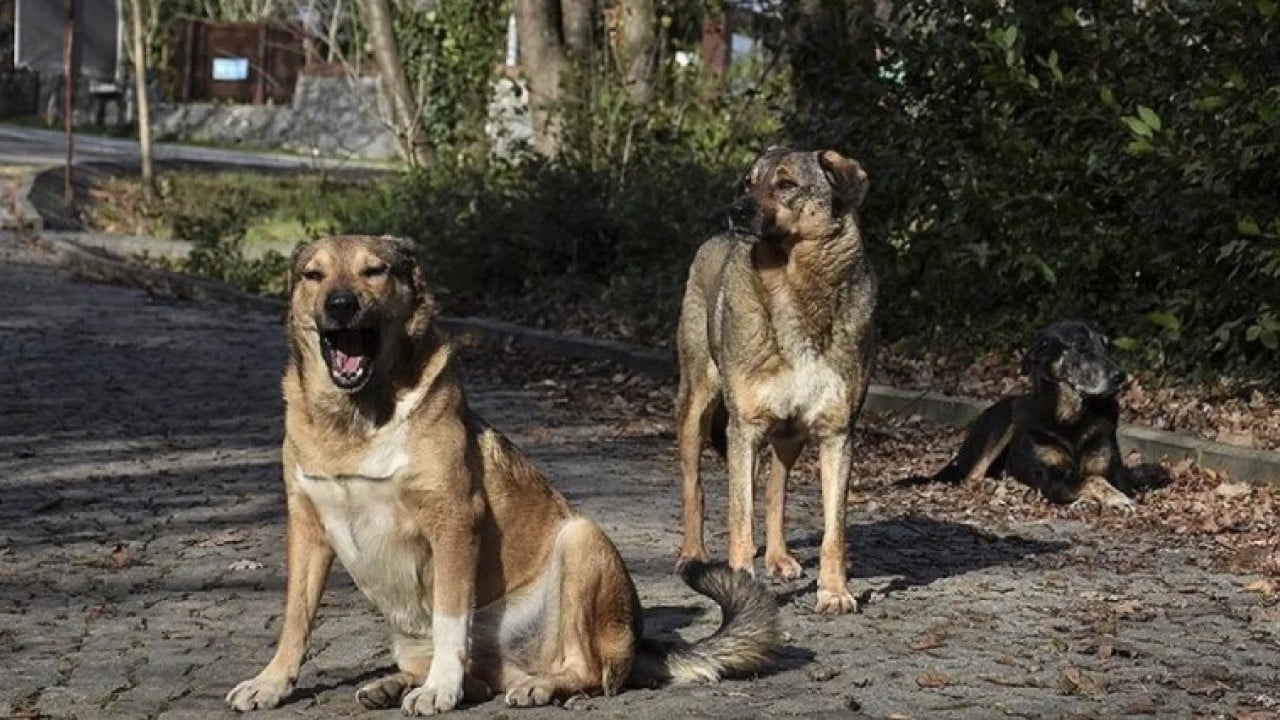 Foto - Sonunda Yılmaz Özdil'i de çıldırttılar: O tasmayı sana takarım!