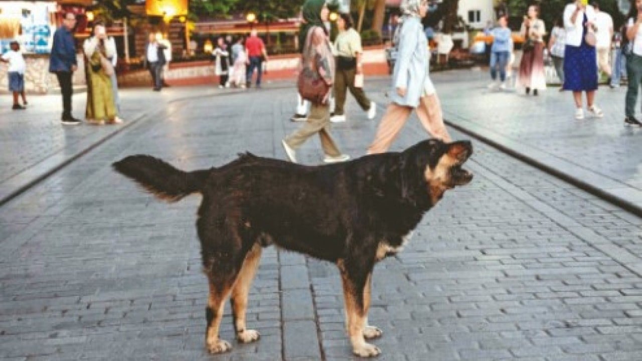 Foto - Sonunda Yılmaz Özdil'i de çıldırttılar: O tasmayı sana takarım!