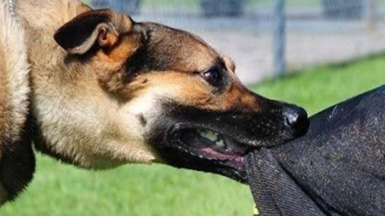 Foto - Yine başıboş köpek kabusu! Babası yetişmese hayatı kararmıştı!
