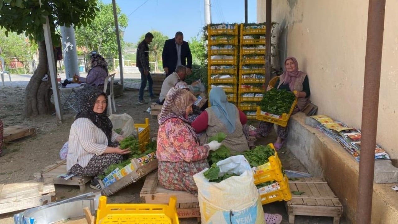 Foto - Yoğun talebe yetişemiyorlar Meyveden önce yaprağından kazanıyorlar