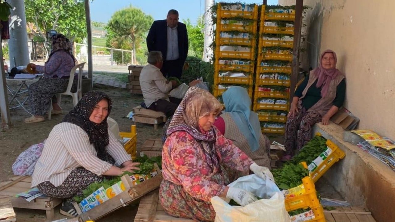 Foto - Yoğun talebe yetişemiyorlar Meyveden önce yaprağından kazanıyorlar