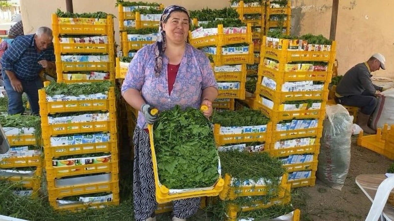 Foto - Yoğun talebe yetişemiyorlar Meyveden önce yaprağından kazanıyorlar