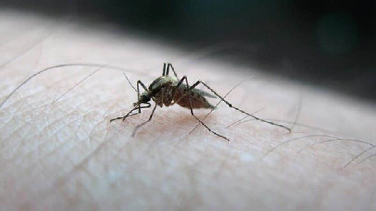 Yoğun yağışlar sonrası üreme alanı arttı! Antalya'da kaşındıran alarm