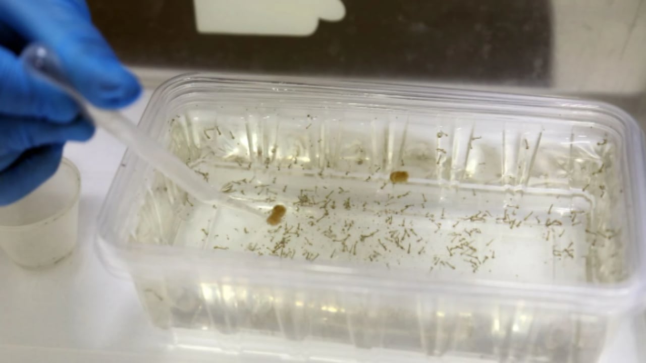 Foto - Yoğun yağışlar sonrası üreme alanı arttı! Antalya'da kaşındıran alarm