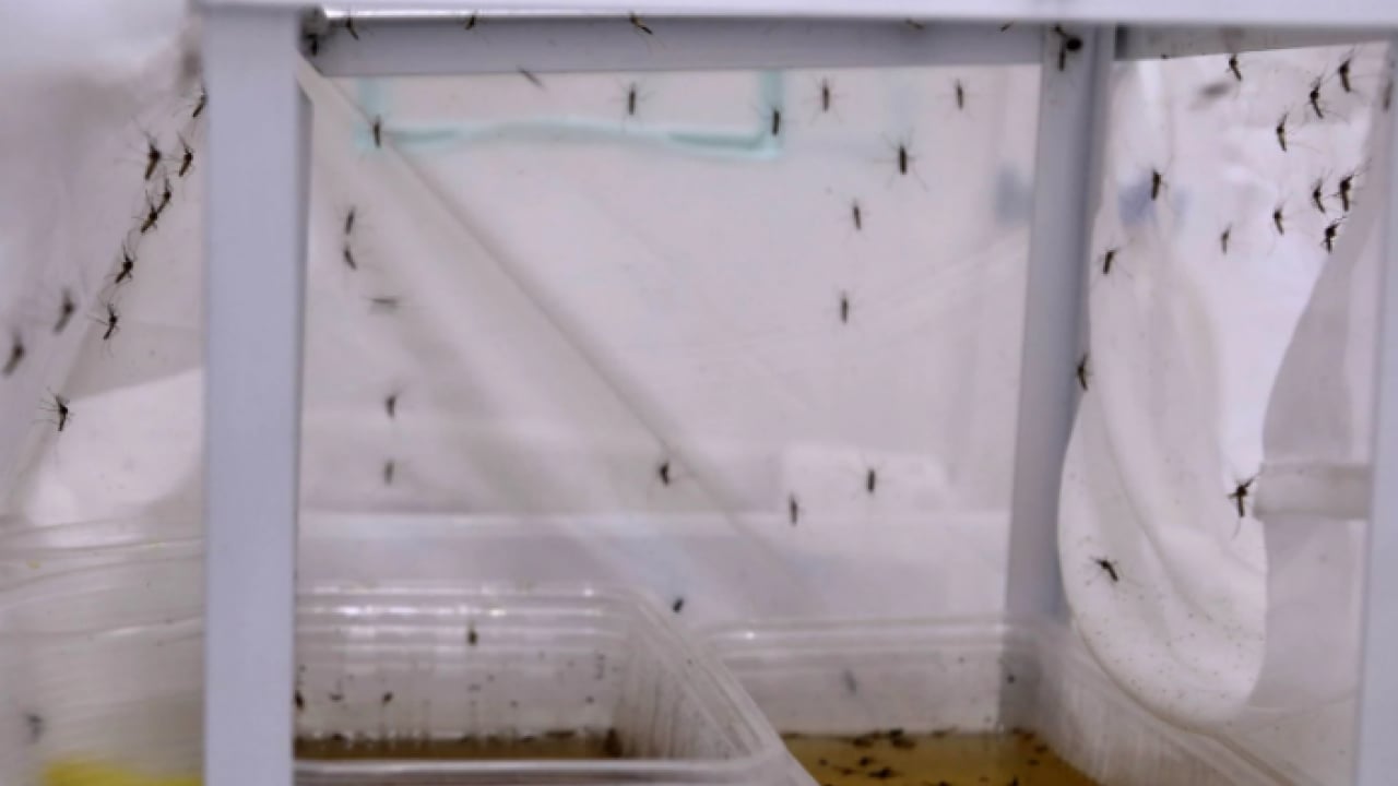 Foto - Yoğun yağışlar sonrası üreme alanı arttı! Antalya'da kaşındıran alarm