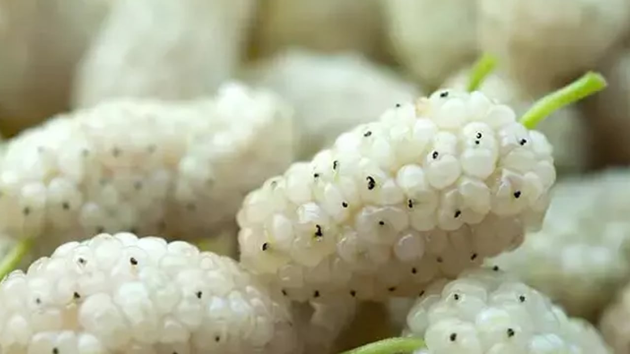 Foto - Yoğurdun içine kuru dut koyup yerseniz... Satışlar patladı, talep çok! 