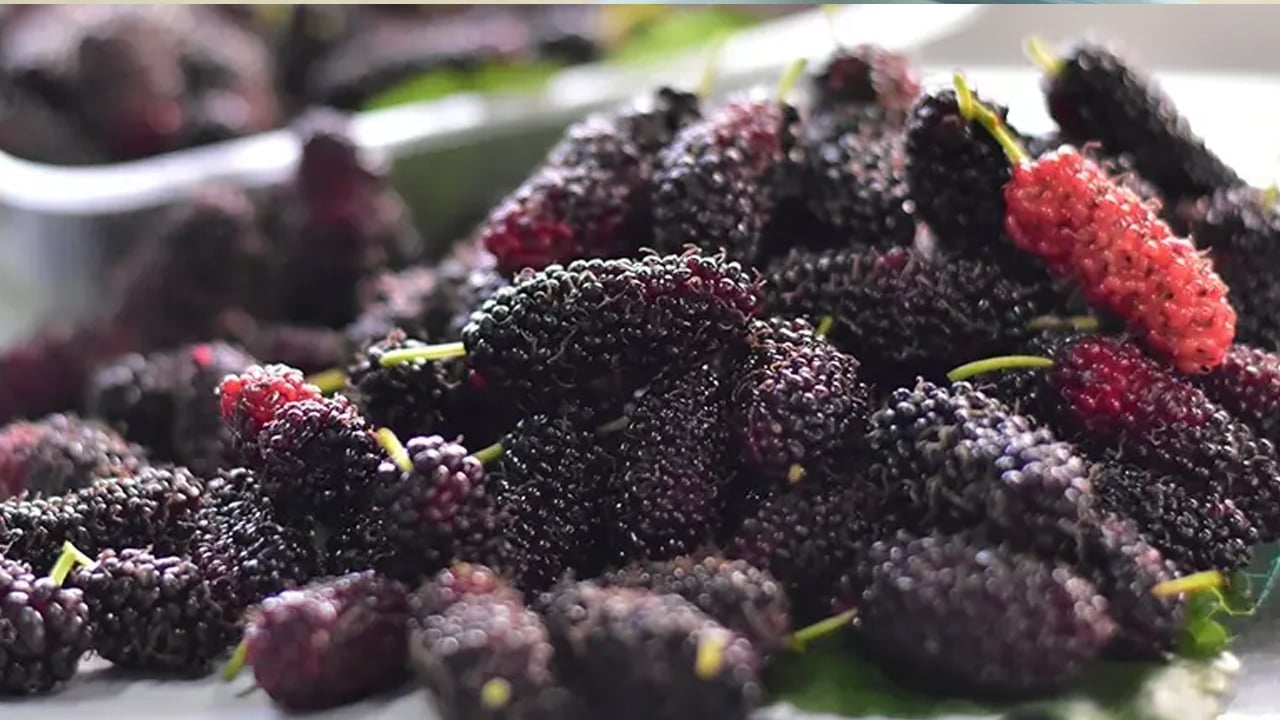 Foto - Yoğurdun içine kuru dut koyup yerseniz... Satışlar patladı, talep çok! 