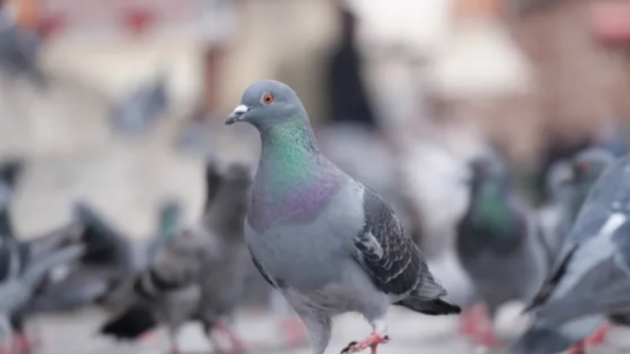 Foto - Yok böyle bir araştırma: Ne beyin ne de göz! Güvercinlerin kusursuz navigasyon sırrı: Adeta mucize