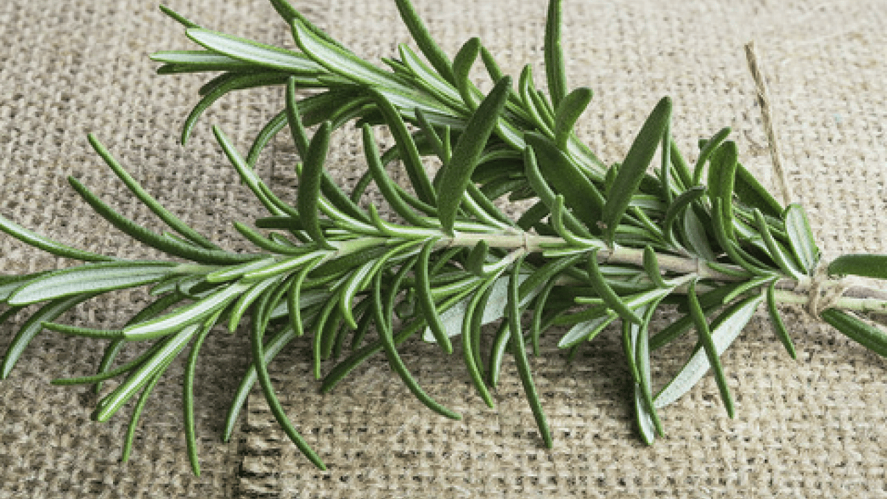 Foto - Yok böyle bir şifa: Hafızayı dipçik yapıyor! O bitkiyi koklamak yeterli