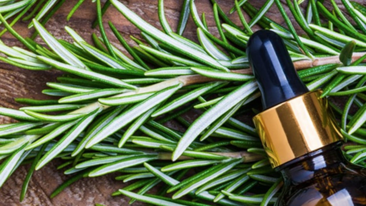 Foto - Yok böyle bir şifa: Hafızayı dipçik yapıyor! O bitkiyi koklamak yeterli