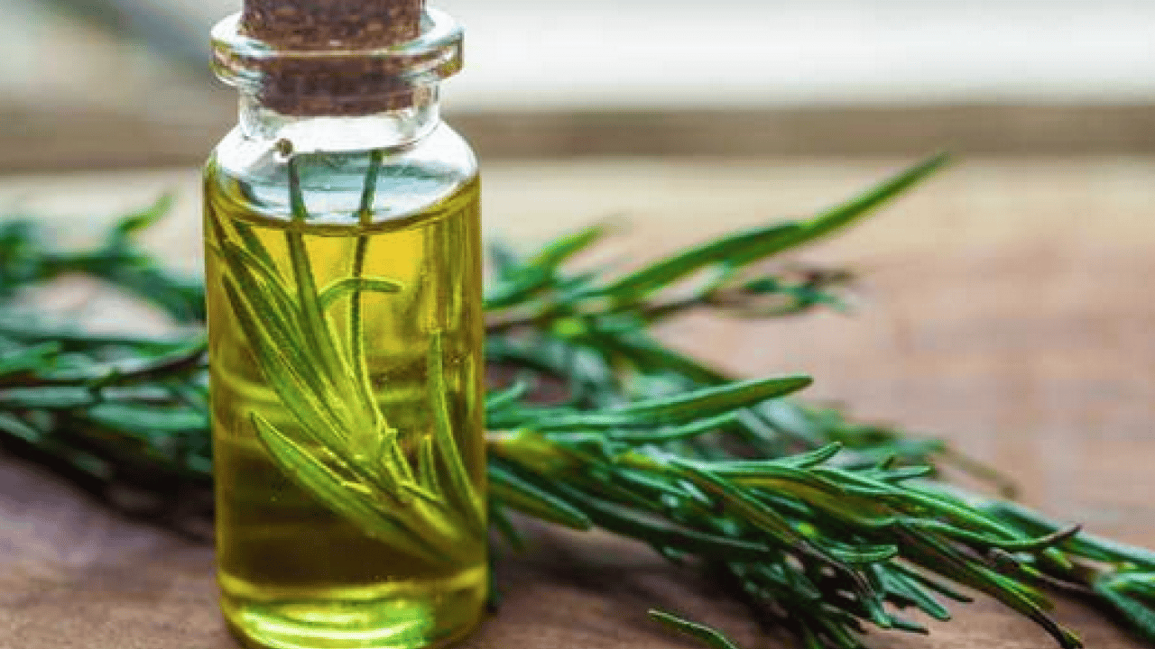 Foto - Yok böyle bir şifa: Hafızayı dipçik yapıyor! O bitkiyi koklamak yeterli