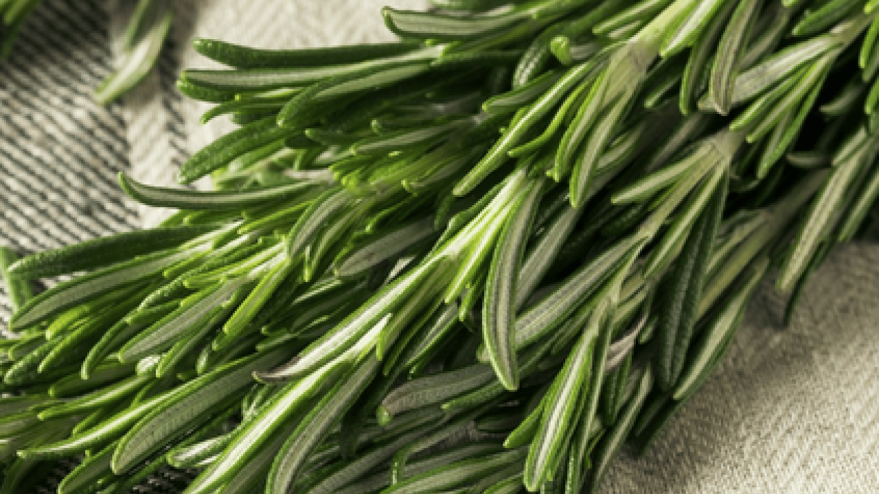 Foto - Yok böyle bir şifa: Hafızayı dipçik yapıyor! O bitkiyi koklamak yeterli