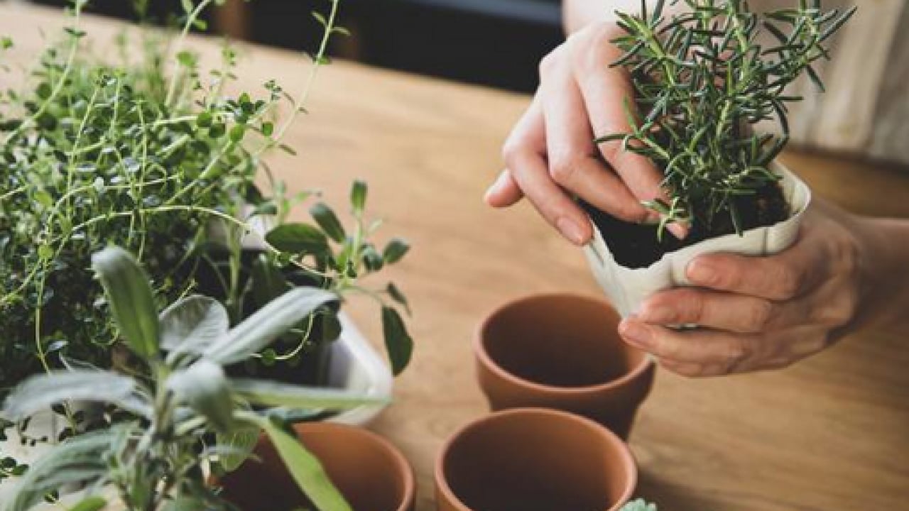 Foto - Yok böyle bir şifa: Hafızayı dipçik yapıyor! O bitkiyi koklamak yeterli