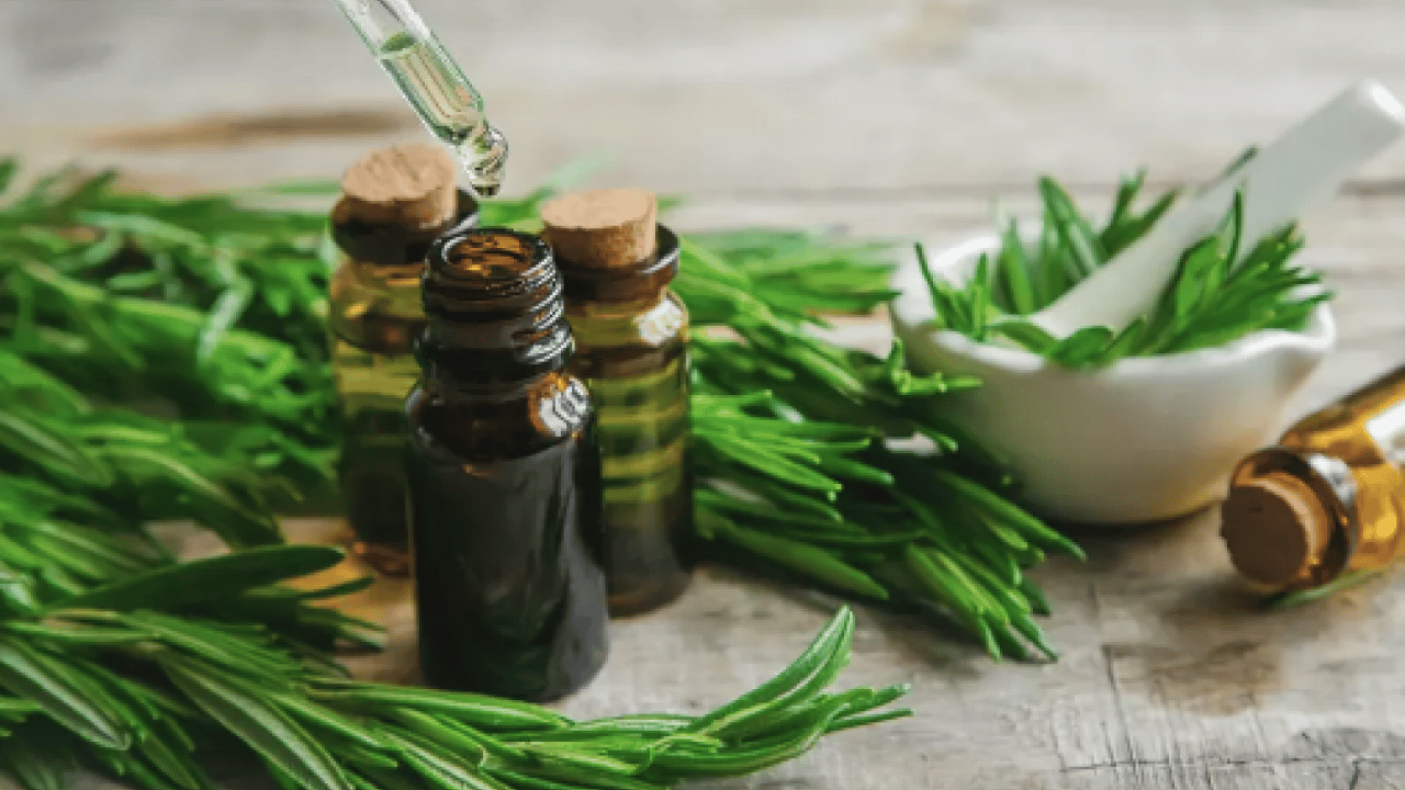 Foto - Yok böyle bir şifa: Hafızayı dipçik yapıyor! O bitkiyi koklamak yeterli