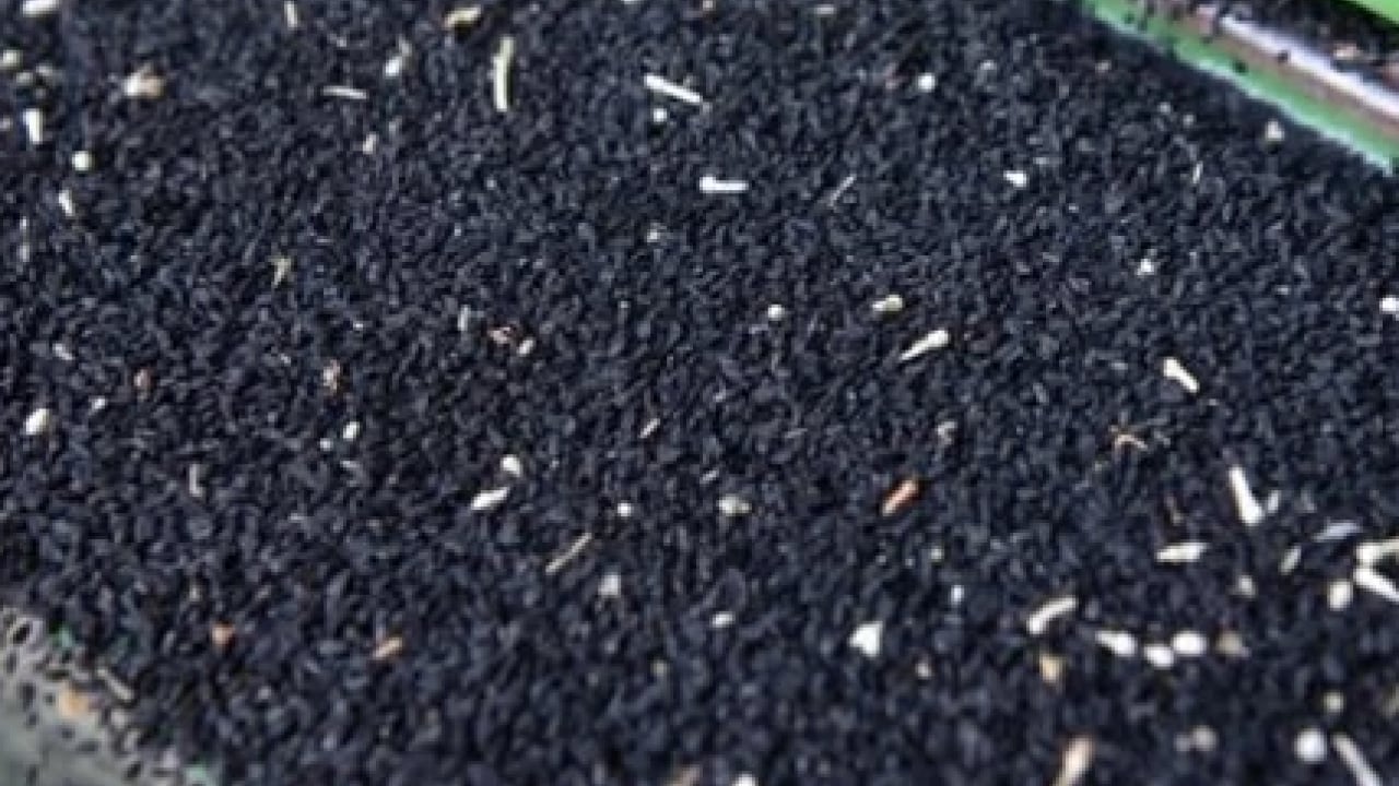 Foto - Yok yok faydalarında... Yüzyıllardır kullanılıyor: Anadolu’nun şifalı tohumu