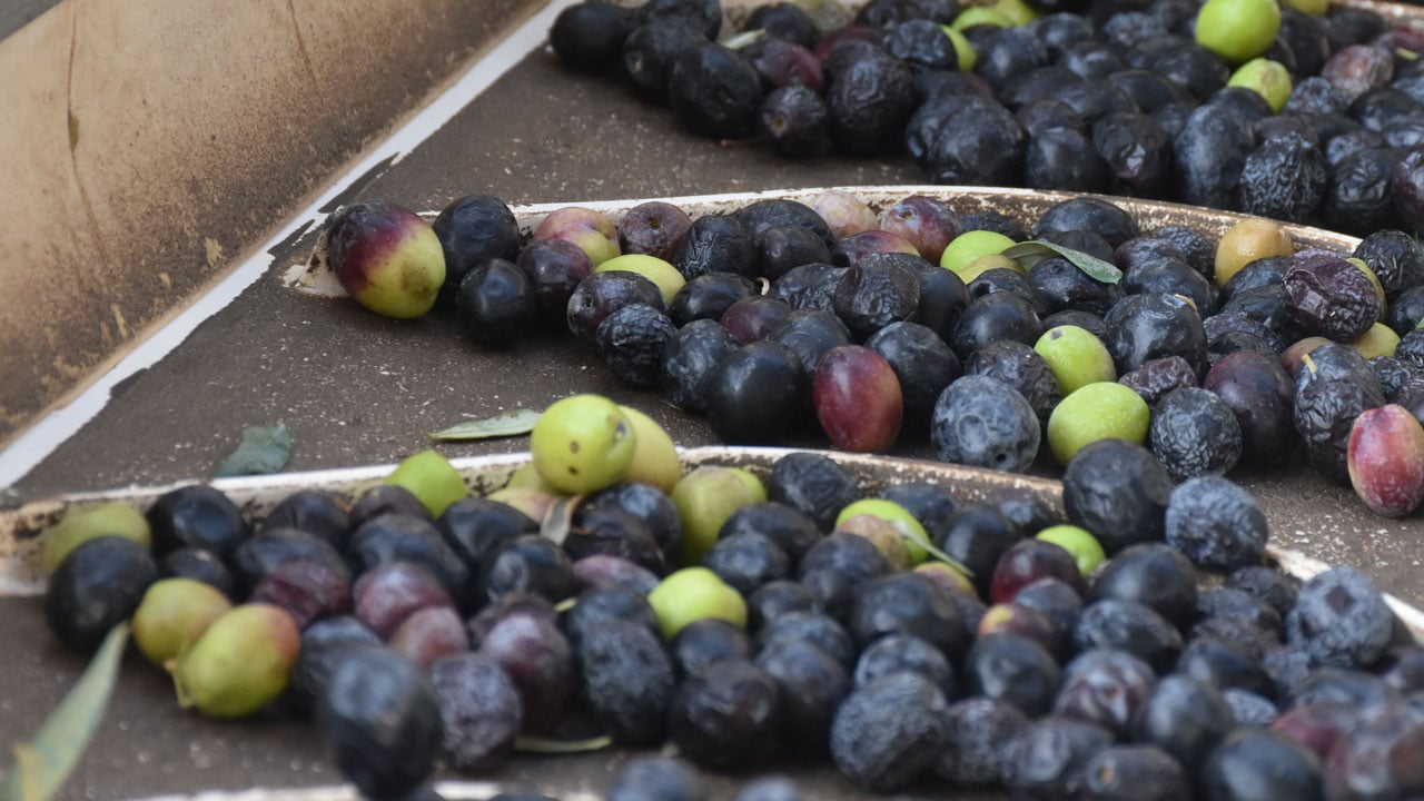 Foto - Yol çilesi bitti! Zeytinin kaderi değişti