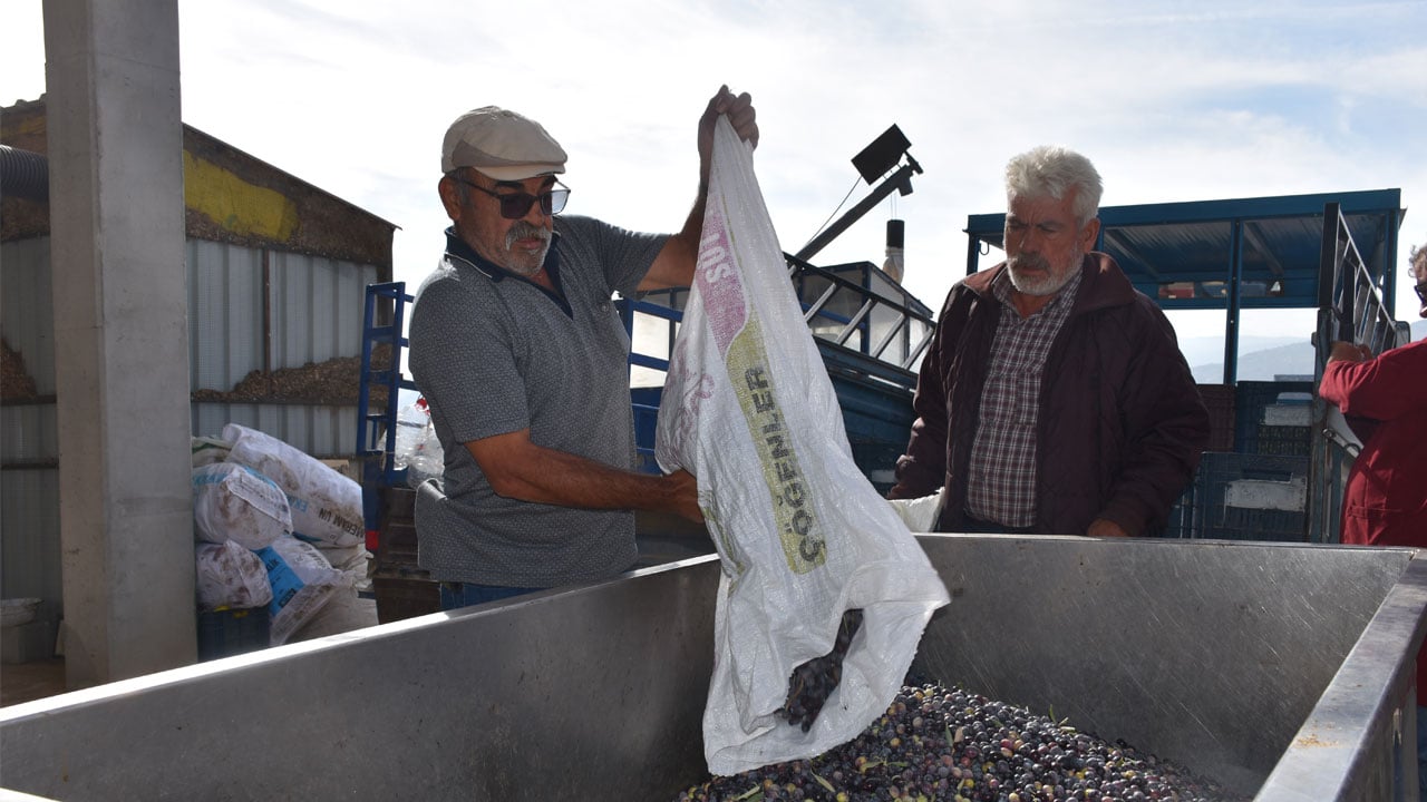 Foto - Yol çilesi bitti! Zeytinin kaderi değişti
