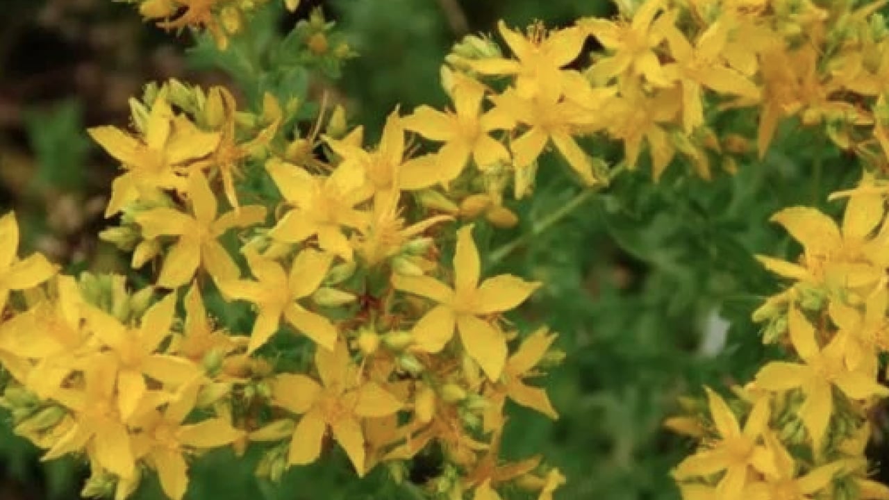 Foto - Yol kenarında açıyor ve şifa saçıyor! Avrupa’nın en çok araştırdığı bitki oldu...
